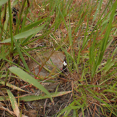 Lake Coleridge, growing with Glyceria.<br>Photographer: Jane Gosden, Date taken: 12/12/2023, Licence: <a target='_blank' href='https://creativecommons.org/licenses/by-nc-sa/4.0'>CC BY-NC-SA</a>. <a class='member-message' href='/nzpcn/why-join-nzpcn/' target='_blank'>Members can view a larger version of this image.</a>