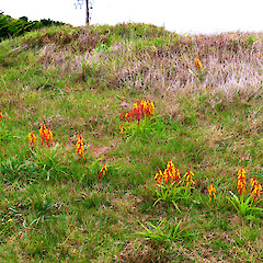 In dunes near Whanganui airport; among marram that is occasionally mown. Probably planted originally but young plants suggest there is some unaided spread.<br>Photographer: Colin C. Ogle, Date taken: 15/08/2024, Licence: Public domain. <a class='member-message' href='/nzpcn/why-join-nzpcn/' target='_blank'>Members can view a larger version of this image.</a>