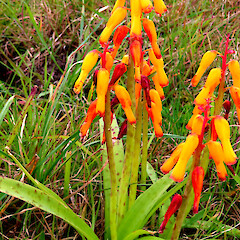 In dunes near Whanganui airport.<br>Photographer: Colin C. Ogle, Date taken: 15/08/2024, Licence: Public domain. <a class='member-message' href='/nzpcn/why-join-nzpcn/' target='_blank'>Members can view a larger version of this image.</a>