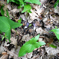 Under deciduous trees, Ernie Clark Reserve, Heathcote, Chrisrchurch.<br>Photographer: Alice Shanks, Date taken: 01/10/2024, Licence: Public domain. <a class='member-message' href='/nzpcn/why-join-nzpcn/' target='_blank'>Members can view a larger version of this image.</a>