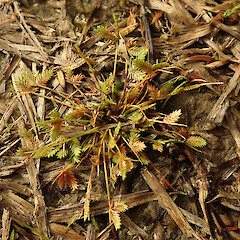Isolepis levynsiana