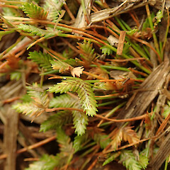 Pipiwai, Northland.<br>Photographer: Melissa Hutchison, Date taken: 09/10/2024, Licence: <a target='_blank' href='https://creativecommons.org/licenses/by-nc/4.0'>CC BY-NC</a>. <a class='member-message' href='/nzpcn/why-join-nzpcn/' target='_blank'>Members can view a larger version of this image.</a>
