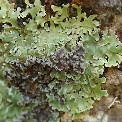 Photographer: Melissa Hutchison, Date taken: 19/03/2022, Licence: <a target='_blank' href='https://creativecommons.org/licenses/by-nc/4.0'>CC BY-NC</a>. <a class='member-message' href='/nzpcn/why-join-nzpcn/' target='_blank'>Members can view a larger version of this image.</a>