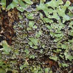 Photographer: Melissa Hutchison, Date taken: 15/04/2021, Licence: <a target='_blank' href='https://creativecommons.org/licenses/by-nc/4.0'>CC BY-NC</a>. <a class='member-message' href='/nzpcn/why-join-nzpcn/' target='_blank'>Members can view a larger version of this image.</a>