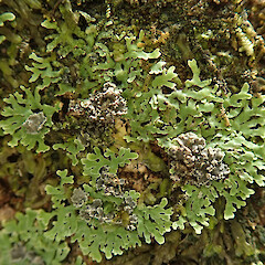 Photographer: Melissa Hutchison, Date taken: 26/01/2021, Licence: <a target='_blank' href='https://creativecommons.org/licenses/by-nc/4.0'>CC BY-NC</a>. <a class='member-message' href='/nzpcn/why-join-nzpcn/' target='_blank'>Members can view a larger version of this image.</a>