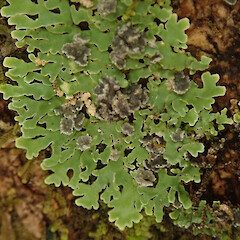 Rakiura/Stewart Island.<br>Photographer: Melissa Hutchison, Date taken: 26/01/2021, Licence: <a target='_blank' href='https://creativecommons.org/licenses/by-nc/4.0'>CC BY-NC</a>. <a class='member-message' href='/nzpcn/why-join-nzpcn/' target='_blank'>Members can view a larger version of this image.</a>