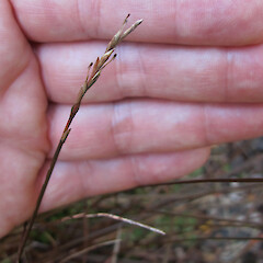 Nina Valley, Canterbury.<br>Photographer: Melissa Hutchison, Date taken: 19/04/2019, Licence: <a target='_blank' href='https://creativecommons.org/licenses/by-nc/4.0'>CC BY-NC</a>.
