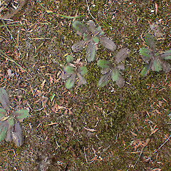 Silty riverbank.<br>Photographer: Jane Gosden, Date taken: 04/01/2024, Licence: <a target='_blank' href='https://creativecommons.org/licenses/by-nc-sa/4.0'>CC BY-NC-SA</a>. <a class='member-message' href='/nzpcn/why-join-nzpcn/' target='_blank'>Members can view a larger version of this image.</a>
