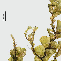 Radula javanica