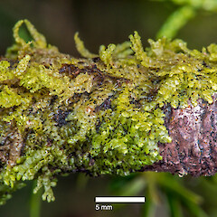 Radula splendida