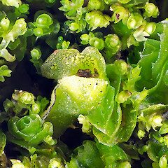 Photographer: Jeremy R. Rolfe, Date taken: 23/11/2013, Licence: <a target='_blank' href='https://creativecommons.org/licenses/by/4.0'>CC BY</a>. <a class='member-message' href='/nzpcn/why-join-nzpcn/' target='_blank'>Members can view a larger version of this image.</a>