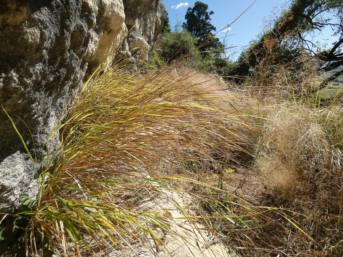 Windgrass Anemanthele lessoniana • New Zealand Plant Conservation Network