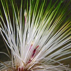 Dennis GordonI, Date taken: 06/01/2010, Licence: CC BY-NC