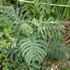 Coastal Southland, likely dumped from garden waste.<br>Photographer: Jesse Bythell, Date taken: 04/11/2024, Licence: <a target='_blank' href='https://creativecommons.org/licenses/by-nc/4.0'>CC BY-NC</a>. <a class='member-message' href='/nzpcn/why-join-nzpcn/' target='_blank'>Members can view a larger version of this image.</a>