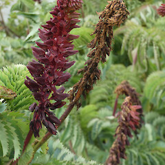 Flower detail, coastal Southland, likely dumped from garden waste.<br>Photographer: Jesse Bythell, Date taken: 04/11/2024, Licence: <a target='_blank' href='https://creativecommons.org/licenses/by-nc/4.0'>CC BY-NC</a>. <a class='member-message' href='/nzpcn/why-join-nzpcn/' target='_blank'>Members can view a larger version of this image.</a>
