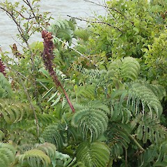 Coastal Southland, likely dumped from garden waste.<br>Photographer: Jesse Bythell, Date taken: 04/11/2024, Licence: <a target='_blank' href='https://creativecommons.org/licenses/by-nc/4.0'>CC BY-NC</a>. <a class='member-message' href='/nzpcn/why-join-nzpcn/' target='_blank'>Members can view a larger version of this image.</a>