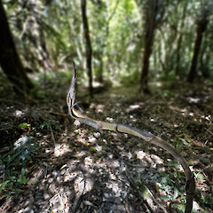 Developing stem, Silverstream, Upper Hutt.<br>Photographer: Jeremy R. Rolfe, Date taken: 20/10/2024, Licence: <a target='_blank' href='https://creativecommons.org/licenses/by/4.0'>CC BY</a>. <a class='member-message' href='/nzpcn/why-join-nzpcn/' target='_blank'>Members can view a larger version of this image.</a>