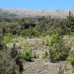Douglas fir spreading from plantation forestry into conservation land, Southland. Jesse Bythell.