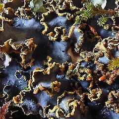 Podostictina ardesiaca