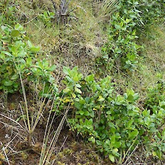 Seedlings growing along a roadside bank, Southland.<br>Photographer: Jesse Bythell, Date taken: 27/11/2024, Licence: <a target='_blank' href='https://creativecommons.org/licenses/by-nc/4.0'>CC BY-NC</a>. <a class='member-message' href='/nzpcn/why-join-nzpcn/' target='_blank'>Members can view a larger version of this image.</a>
