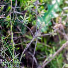 On bank under mānuka (Leptospermum scoparium) scrub. Plimmerton, Porirua.<br>Photographer: Jeremy R. Rolfe, Date taken: 01/11/2016, Licence: <a target='_blank' href='https://creativecommons.org/licenses/by/4.0'>CC BY</a>. <a class='member-message' href='/nzpcn/why-join-nzpcn/' target='_blank'>Members can view a larger version of this image.</a>