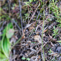 On bank under mānuka (Leptospermum scoparium) scrub. Plimmerton, Porirua.<br>Photographer: Jeremy R. Rolfe, Date taken: 01/11/2016, Licence: <a target='_blank' href='https://creativecommons.org/licenses/by/4.0'>CC BY</a>. <a class='member-message' href='/nzpcn/why-join-nzpcn/' target='_blank'>Members can view a larger version of this image.</a>