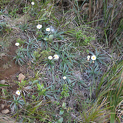 Locally common in stunted scrub and vegetation andesite rock fields, Mt Manaia Far North.<br>Photographer: Marley Ford, Date taken: 09/12/2023, Licence: <a target='_blank' href='https://creativecommons.org/licenses/by/4.0'>CC BY</a>. <a class='member-message' href='/nzpcn/why-join-nzpcn/' target='_blank'>Members can view a larger version of this image.</a>