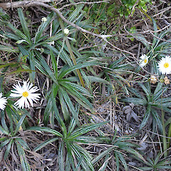 Celmisia graminifolia