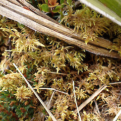 Hylocomium splendens