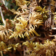 Local in low subalpine scrub, Ruahines, Manawatū.<br>Photographer: Marley Ford, Date taken: 15/01/2023, Licence: <a target='_blank' href='https://creativecommons.org/licenses/by/4.0'>CC BY</a>. <a class='member-message' href='/nzpcn/why-join-nzpcn/' target='_blank'>Members can view a larger version of this image.</a>