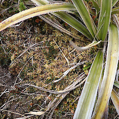 Local in low subalpine scrub, Ruahines, Manawatū.<br>Photographer: Marley Ford, Date taken: 15/01/2023, Licence: <a target='_blank' href='https://creativecommons.org/licenses/by/4.0'>CC BY</a>. <a class='member-message' href='/nzpcn/why-join-nzpcn/' target='_blank'>Members can view a larger version of this image.</a>