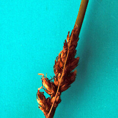 Young seed heads off a newly-planted specimen by Te Whare o Rehua Sarjeant Gallery, Whanganui. Note the long bracts of lowermost spikes.<br>Photographer: Colin C. Ogle, Date taken: 08/12/2023, Licence: Public domain.