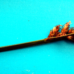 Young seed heads off a newly-planted specimen by Te Whare o Rehua Sarjeant Gallery, Whanganui. Note the long bracts of lowermost spikes.<br>Photographer: Colin C. Ogle, Date taken: 08/12/2023, Licence: Public domain.