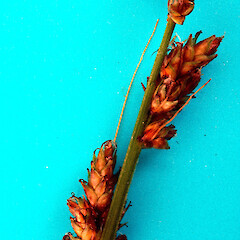 Young seed heads off a newly-planted specimen by Te Whare o Rehua Sarjeant Gallery, Whanganui. Mid-stem spikes with elongated bracts (but shorter than in lowest spikes).<br>Photographer: Colin C. Ogle, Date taken: 08/12/2023, Licence: Public domain.