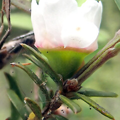 Opening flower, Waipapa Stream, Tairāwhiti / East Cape, Te Ika a Māui / North Island.<br>Photographer: Peter J de Lange, Date taken: 29/10/2022, Licence: <a target='_blank' href='https://creativecommons.org/licenses/by/4.0'>CC BY</a>. <a class='member-message' href='/nzpcn/why-join-nzpcn/' target='_blank'>Members can view a larger version of this image.</a>