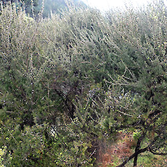 Growth habit, Waipapa Stream, Tairāwhiti / East Cape, Te Ika a Māui / North Island; B: Foliage, Waipapa Stream, Tairāwhiti / East Cape, Te Ika a Māui / North Island.<br>Photographer: Peter J de Lange, Date taken: 29/10/2022, Licence: <a target='_blank' href='https://creativecommons.org/licenses/by/4.0'>CC BY</a>. <a class='member-message' href='/nzpcn/why-join-nzpcn/' target='_blank'>Members can view a larger version of this image.</a>