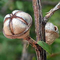 Mature, unopened capsule, Waipapa Stream, Tairāwhiti / East Cape, Te Ika a Māui / North Island.<br>Photographer: Peter J de Lange, Date taken: 29/10/2022, Licence: <a target='_blank' href='https://creativecommons.org/licenses/by/4.0'>CC BY</a>. <a class='member-message' href='/nzpcn/why-join-nzpcn/' target='_blank'>Members can view a larger version of this image.</a>