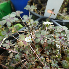 In cultivation, Southland.<br>Photographer: Jesse Bythell, Date taken: 07/12/2024, Licence: <a target='_blank' href='https://creativecommons.org/licenses/by-nc/4.0'>CC BY-NC</a>. <a class='member-message' href='/nzpcn/why-join-nzpcn/' target='_blank'>Members can view a larger version of this image.</a>