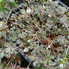 In cultivation, Southland.<br>Photographer: Jesse Bythell, Date taken: 07/12/2024, Licence: <a target='_blank' href='https://creativecommons.org/licenses/by-nc/4.0'>CC BY-NC</a>. <a class='member-message' href='/nzpcn/why-join-nzpcn/' target='_blank'>Members can view a larger version of this image.</a>