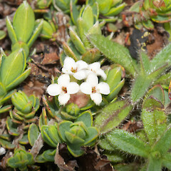 Pimelea oreophila subsp. hetera