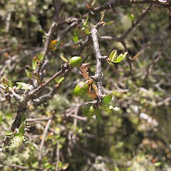 Hurunui District.<br>Photographer: Melissa Hutchison, Licence: <a target='_blank' href='https://creativecommons.org/licenses/by-nc/4.0'>CC BY-NC</a>.