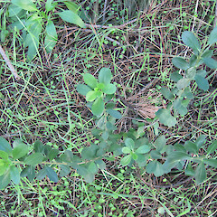 Naturalised plants on the Port Hills, Christchurch.<br>Photographer: Melissa Hutchison, Date taken: 01/05/2014, Licence: <a target='_blank' href='https://creativecommons.org/licenses/by-nc/4.0'>CC BY-NC</a>. <a class='member-message' href='/nzpcn/why-join-nzpcn/' target='_blank'>Members can view a larger version of this image.</a>