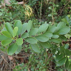 Naturalised plants on the Port Hills, Christchurch.<br>Photographer: Melissa Hutchison, Date taken: 05/04/2020, Licence: <a target='_blank' href='https://creativecommons.org/licenses/by-nc/4.0'>CC BY-NC</a>. <a class='member-message' href='/nzpcn/why-join-nzpcn/' target='_blank'>Members can view a larger version of this image.</a>