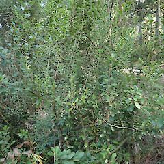 Naturalised plants on the Port Hills, Christchurch.<br>Photographer: Melissa Hutchison, Date taken: 05/04/2020, Licence: <a target='_blank' href='https://creativecommons.org/licenses/by-nc/4.0'>CC BY-NC</a>. <a class='member-message' href='/nzpcn/why-join-nzpcn/' target='_blank'>Members can view a larger version of this image.</a>