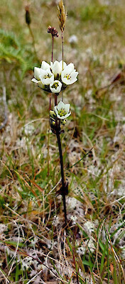 Gentianella chathamica subsp. chathamica • New Zealand Plant ...