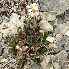 Lance McCaskill Reserve, Canterbury.<br>Photographer: Melissa Hutchison, Date taken: 07/11/2024, Licence: <a target='_blank' href='https://creativecommons.org/licenses/by-nc/4.0'>CC BY-NC</a>. <a class='member-message' href='/nzpcn/why-join-nzpcn/' target='_blank'>Members can view a larger version of this image.</a>