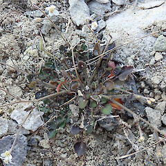 Lance McCaskill Reserve, Canterbury.<br>Photographer: Melissa Hutchison, Date taken: 31/10/2022, Licence: <a target='_blank' href='https://creativecommons.org/licenses/by-nc/4.0'>CC BY-NC</a>. <a class='member-message' href='/nzpcn/why-join-nzpcn/' target='_blank'>Members can view a larger version of this image.</a>
