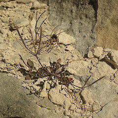 Lance McCaskill Reserve, Canterbury.<br>Photographer: Melissa Hutchison, Date taken: 05/12/2024, Licence: <a target='_blank' href='https://creativecommons.org/licenses/by-nc/4.0'>CC BY-NC</a>. <a class='member-message' href='/nzpcn/why-join-nzpcn/' target='_blank'>Members can view a larger version of this image.</a>