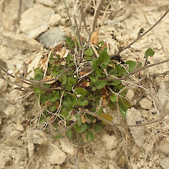 Lance McCaskill Reserve, Canterbury.<br>Photographer: Melissa Hutchison, Date taken: 04/12/2024, Licence: <a target='_blank' href='https://creativecommons.org/licenses/by-nc/4.0'>CC BY-NC</a>. <a class='member-message' href='/nzpcn/why-join-nzpcn/' target='_blank'>Members can view a larger version of this image.</a>