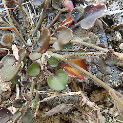 Lance McCaskill Reserve, Canterbury.<br>Photographer: Melissa Hutchison, Date taken: 31/10/2022, Licence: <a target='_blank' href='https://creativecommons.org/licenses/by-nc/4.0'>CC BY-NC</a>. <a class='member-message' href='/nzpcn/why-join-nzpcn/' target='_blank'>Members can view a larger version of this image.</a>